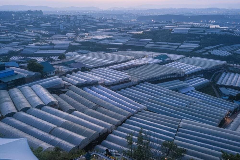 H&agrave;ng ng&agrave;n nh&agrave; k&iacute;nh trồng hoa xếp liền s&aacute;t nhau